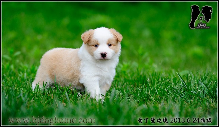 边境牧羊犬