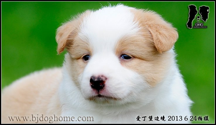 爱丁堡边境牧羊犬