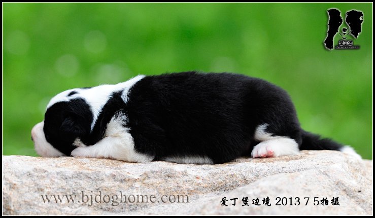 边境牧羊犬