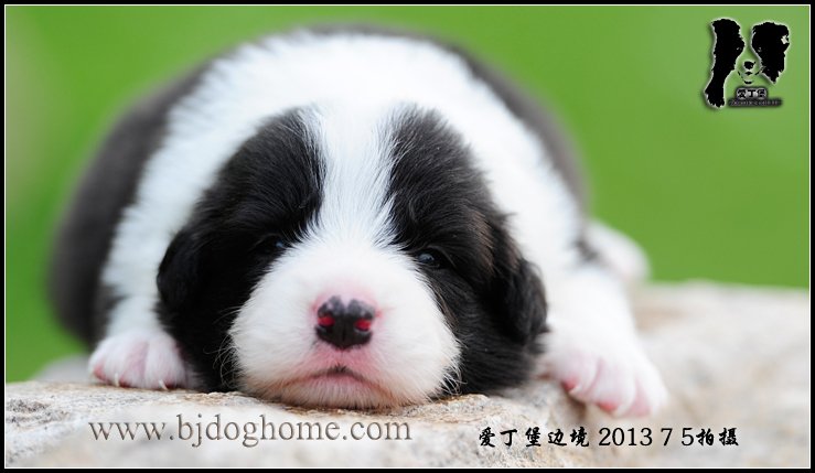 边境牧羊犬