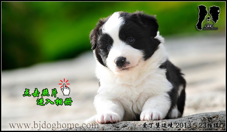 边境牧羊犬