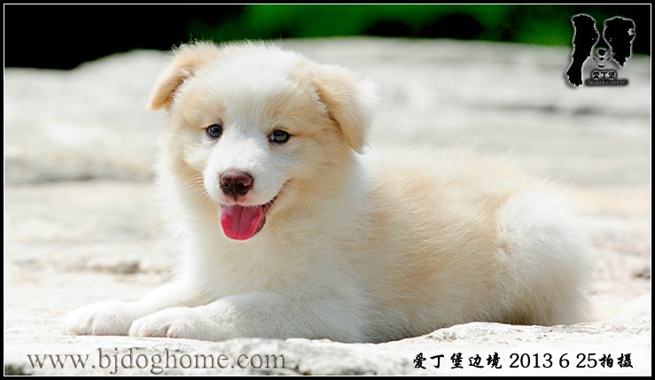 边境牧羊犬