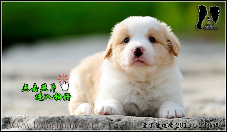 边境牧羊犬