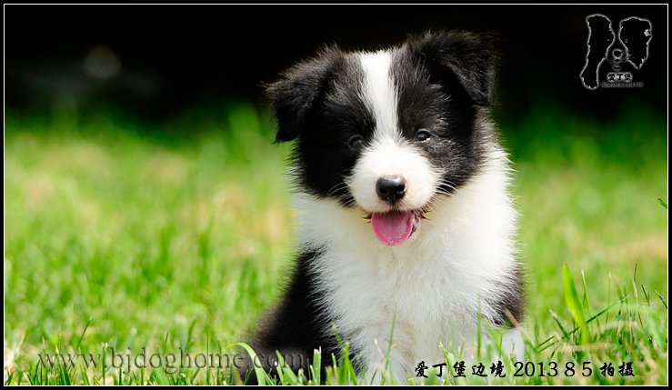边境牧羊犬