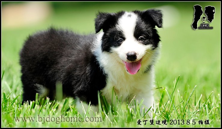 边境牧羊犬