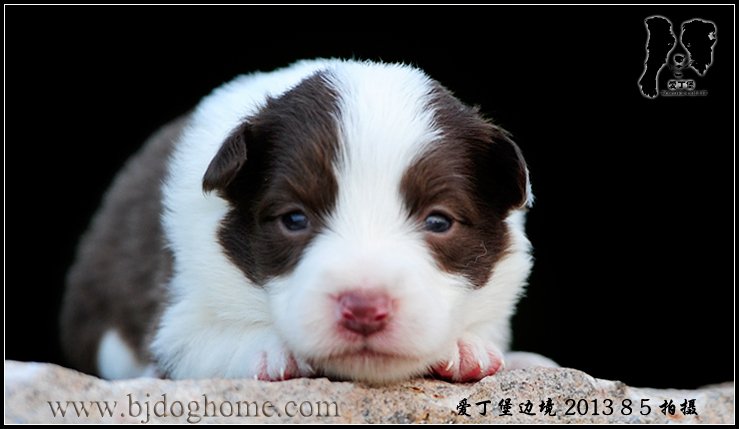 边境牧羊犬