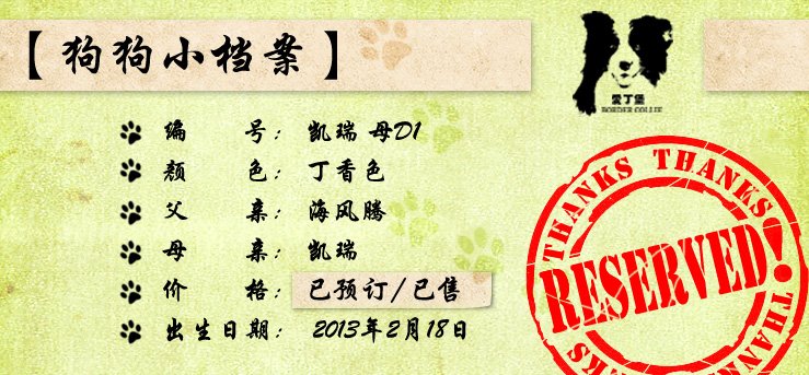 边境牧羊犬