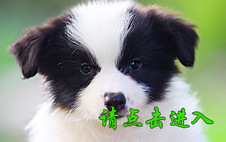 珂珂母A1 视频展示