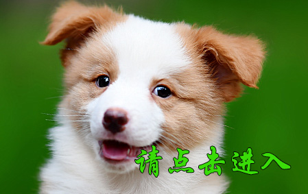 桑尼公D1 视频展示