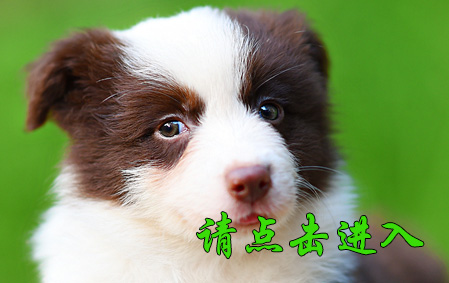 桑尼公D2 视频展示