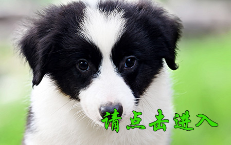 果果公C1 视频展示