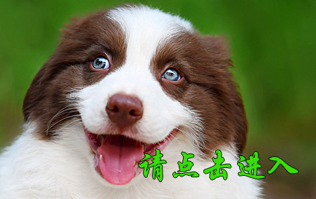 布鲁 公G3 视频展示