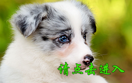 Biubiu 公A3 视频展示