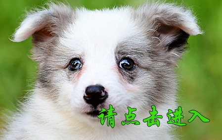 Biubiu 母A1 视频展示