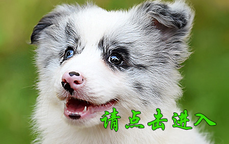 Biubiu 母A1 视频展示