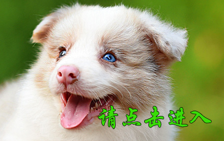 Biubiu 公A2 视频展示