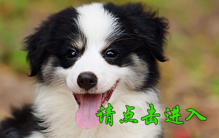 麦考 母D2 视频展示