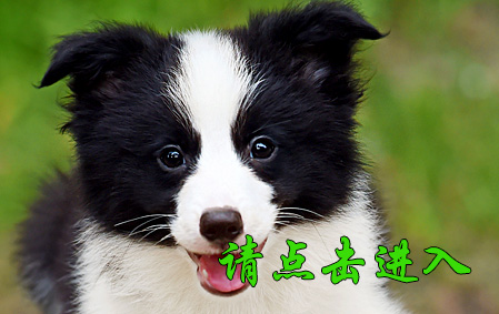 麦考 母D1 视频展示