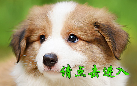 麦考 公D1 视频展示
